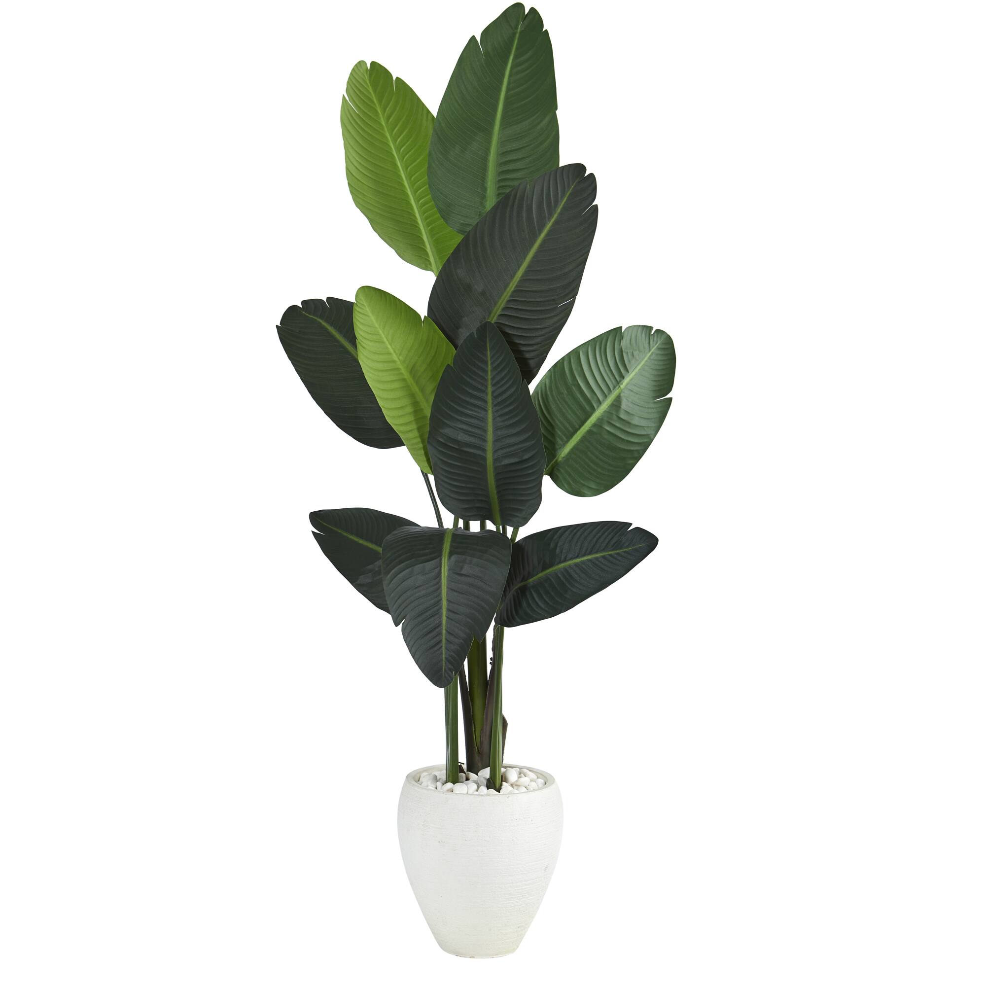 5.25ft. Traveler's Palm Tree in White Planter